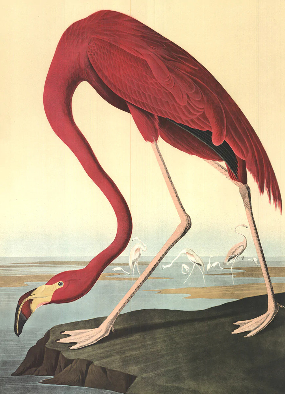 John James Audubon American Flamingo " Lithograph Modernism Par