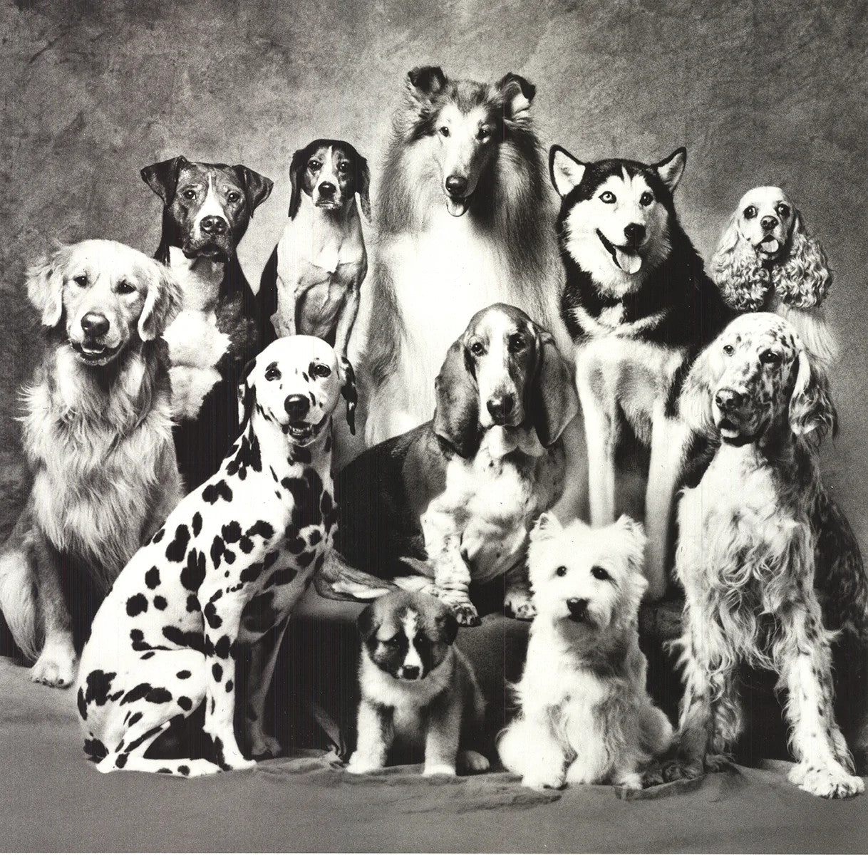 Howard Bernman Family Of Dog " Offset Lithograph Photography