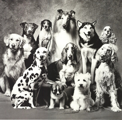 Howard Bernman Family Of Dog " Offset Lithograph Photography
