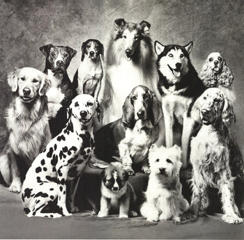 Howard Bernman Family Of Dog 