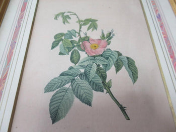 Pierre Joseph Redout 