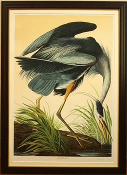 John James Audubon Great Blue Heron Birds Of America Bernard Loates Lithograph