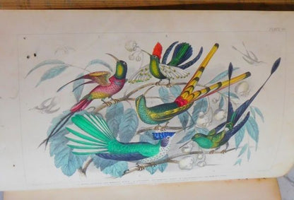 1866 Goldsmith History Of Earth And Animated Nature 2 Vols Blackie Hand-Color