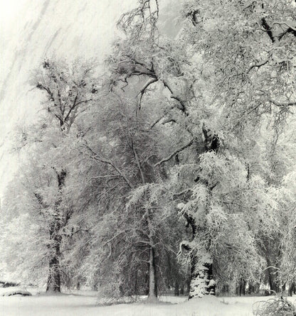 Ansel Adams Oak Tree Snowstorm Yosemite National Park California () 36" X