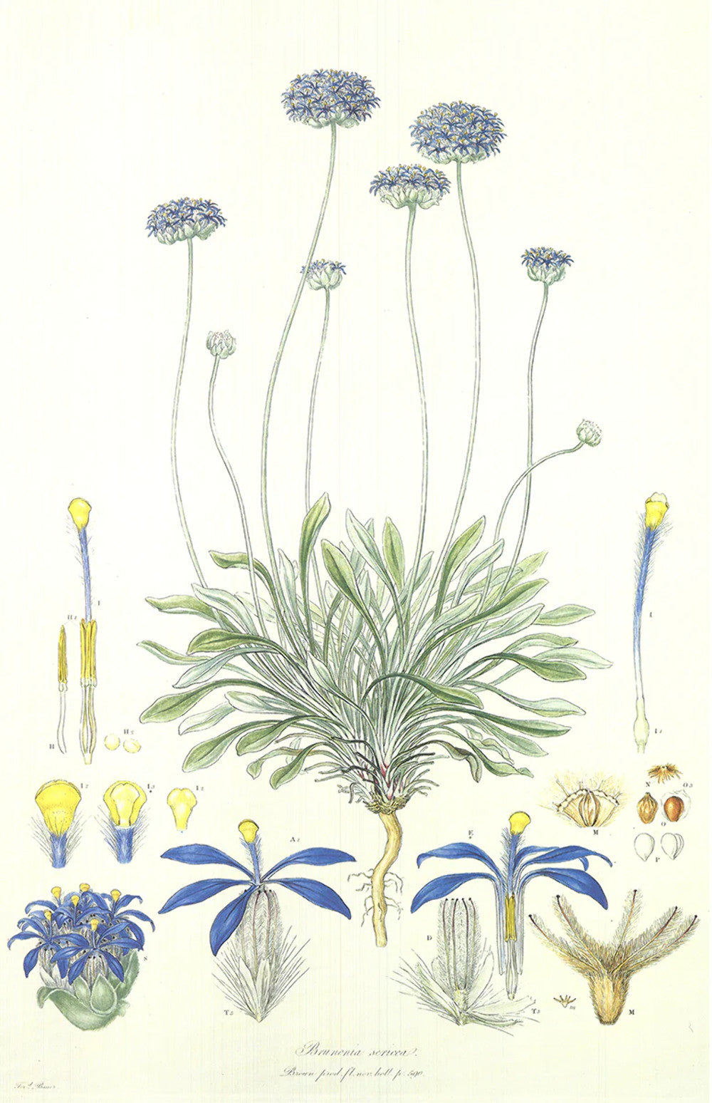 Ferdinand Bauer Illustrations Of The Flora Of New Holland " Offset Litho