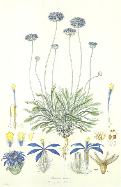 Ferdinand Bauer Illustrations Of The Flora Of New Holland " Offset Litho