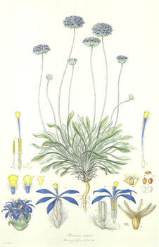 Ferdinand Bauer Illustrations Of The Flora Of New Holland 
