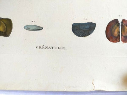 Napoleon Egypt Description De Legypte 1817 Savigny Crenatules Hand Colored Plat