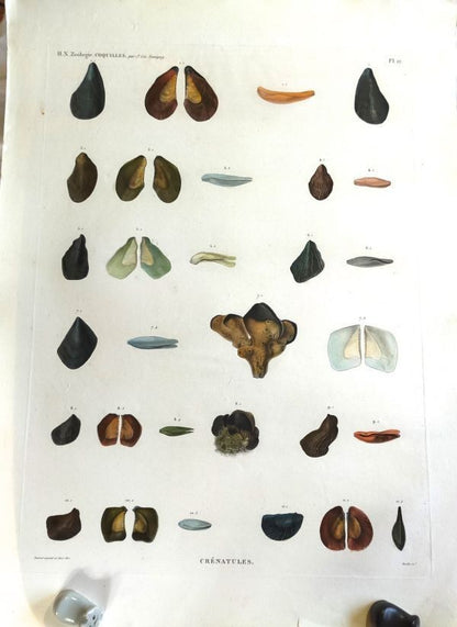 Napoleon Egypt Description De Legypte 1817 Savigny Crenatules Hand Colored Plat