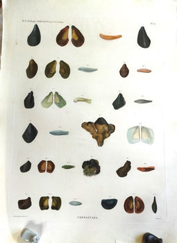 Napoleon Egypt Description De Legypte 1817 Savigny Crenatules Hand Colored Plat