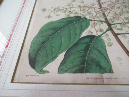 Syd. Edwards Botanical Engraving "Sterculia Balanghas" 1817 London Hand-Colored