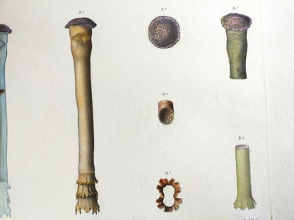 Napoleon Egypt Description De Legypte 1817 Savigny Mollusques Hand Colored Rare