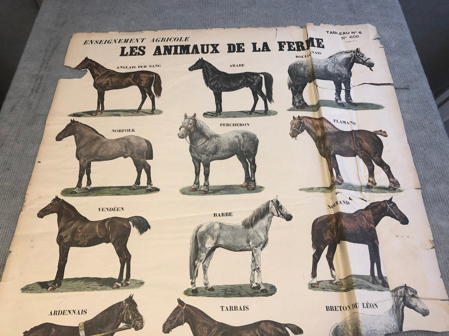 Emile Deyrolle Les Animaux De La Ferme - Les Chevaux " Lithograph 1