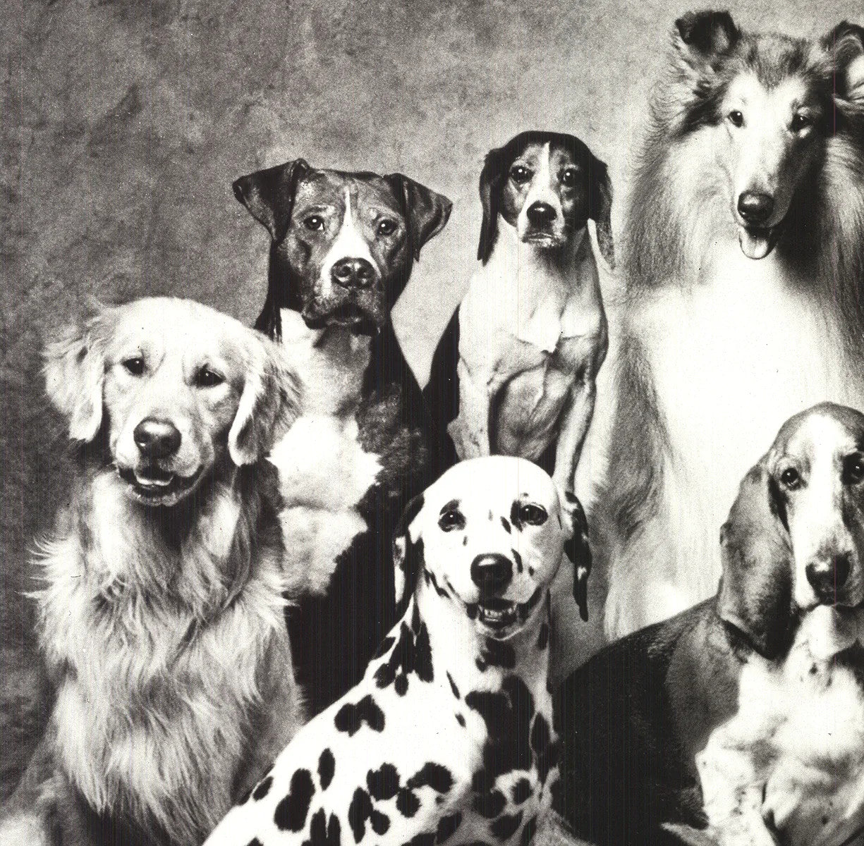 Howard Bernman Family Of Dog " Offset Lithograph Photography