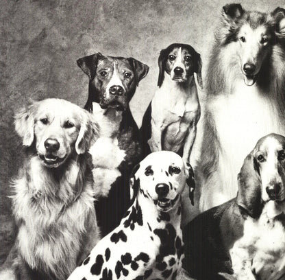 Howard Bernman Family Of Dog " Offset Lithograph Photography