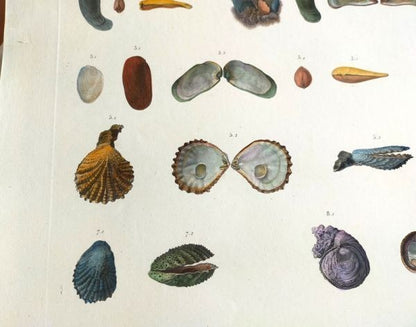 Napoleon Egypt Description De Legypte 1817 Savigny Mollusques Hand Colored Rare