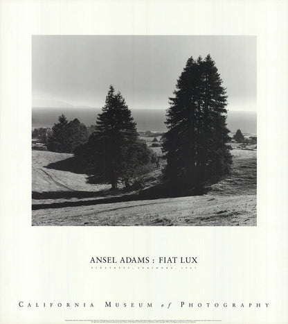 Ansel Adams Pinetrees, Seashore " Offset Lithograph Photography