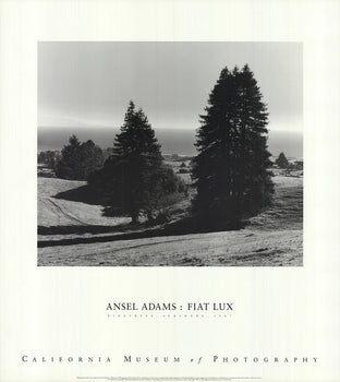 Ansel Adams Pinetrees, Seashore 
