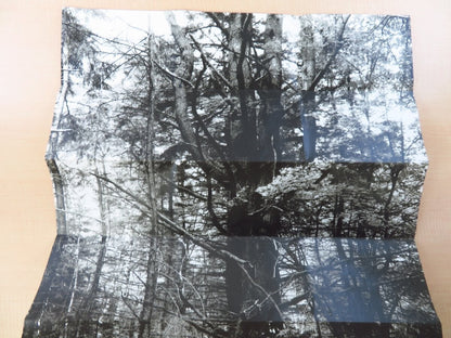 Manual: Forest / Product Suzanne Bloom Ed Hill 1St 1991 Box Ltd 500 Contemporary