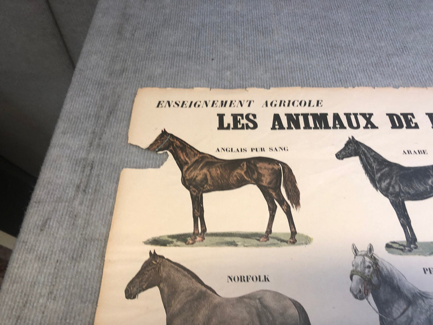 Emile Deyrolle Les Animaux De La Ferme - Les Chevaux " Lithograph 1