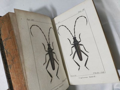 1813 Histoire Naturelle Des Insectes Tome Vii Hand Colored Engravings De Tigny