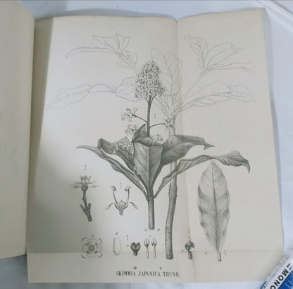 Eykman Phytochemische Notizen Japanische Pflanzen Tokyo University 1883 Rare