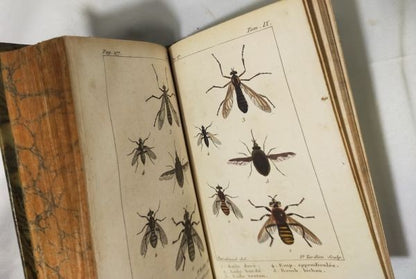 1813 Histoire Naturelle Des Insectes Tome Ix De Tigny Hand-Colored Plates Buffon
