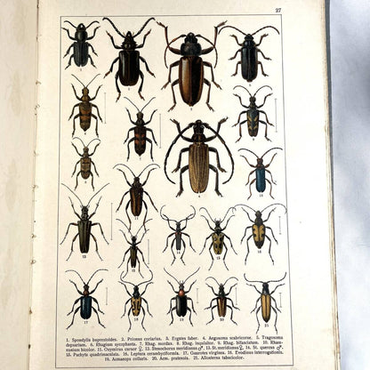 Atlas brouku by Frantiek Klaplek, 1903, Czech Beetle Atlas, Full-Color