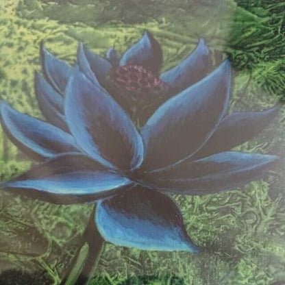 Black Lotus Mtg Christopher Rush Magic The Gathering Coa Le Art Print Chroma-Cel
