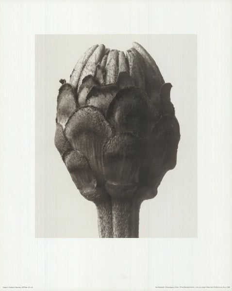 Karl Blossfeldt Zinnia Elegans 