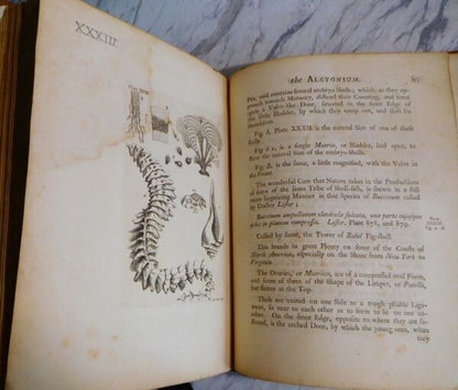 1755 John Ellis An Essay Towards A Natural