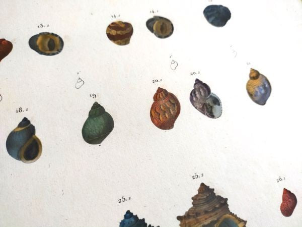 Napoleon Egypt Description De Legypte 1817 Savigny Shells Plate 5 Hand Colored