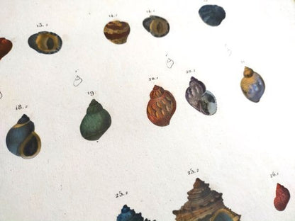 Napoleon Egypt Description De Legypte 1817 Savigny Shells Plate 5 Hand Colored