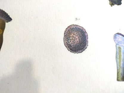 Napoleon Egypt Description De Legypte 1817 Savigny Mollusques Hand Colored Rare