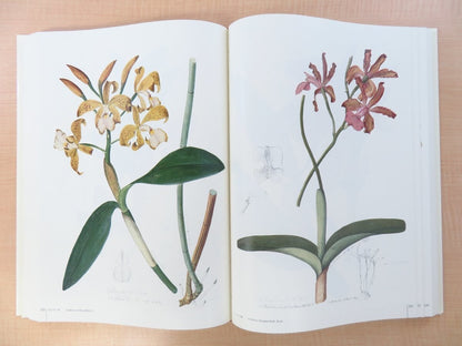 Joao Barbosa Rodrigues :Iconographie Des Orchides Du Brsil Complete In 2 Vol
