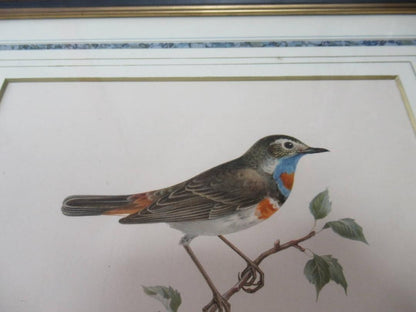 Henry Eeles Dresser "Cyanecula Svecica" 1871 Hand-Colored Bird Lithograph Framed