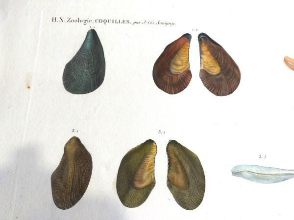 Napoleon Egypt Description De Legypte 1817 Savigny Crenatules Hand Colored Plat