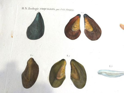 Napoleon Egypt Description De Legypte 1817 Savigny Crenatules Hand Colored Plat