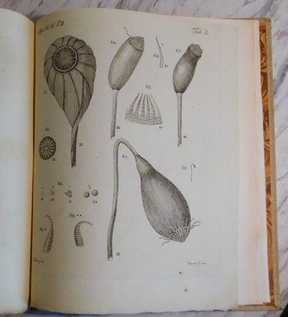 Johannes Hedwig Fundamentum Historiae Naturalis Muscorum Frondosorum 1782 1St Ed