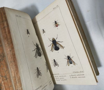 1813 Histoire Naturelle Des Insectes Tome Ix De Tigny Hand-Colored Plates Buffon