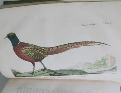 Isidore Geoffroy Saint-Hilaire Essais Zoologie Generale 1841 W Handcolored Plate