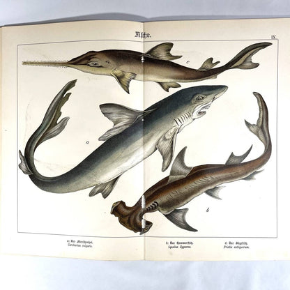 1886 Natural History By Dr. G.H. V. Schubert, 1St Amphibians, Fish, Insects