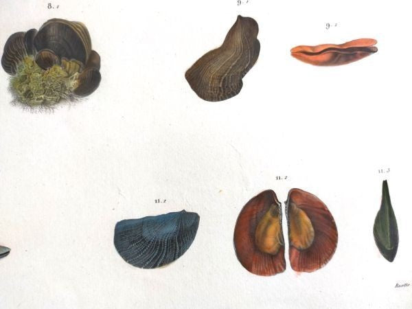Napoleon Egypt Description De Legypte 1817 Savigny Crenatules Hand Colored Plat