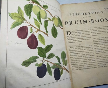 1763 Knoop Fructologia Dutch First Edition Hand-Colored Plates Complete Rare