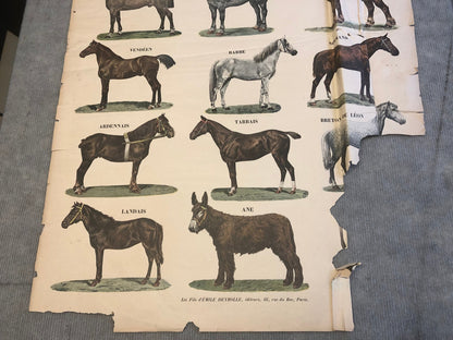 Emile Deyrolle Les Animaux De La Ferme - Les Chevaux " Lithograph 1