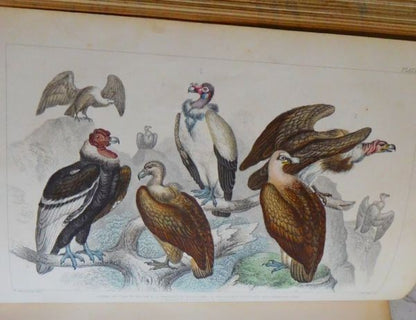1866 Goldsmith History Of Earth And Animated Nature 2 Vols Blackie Hand-Color