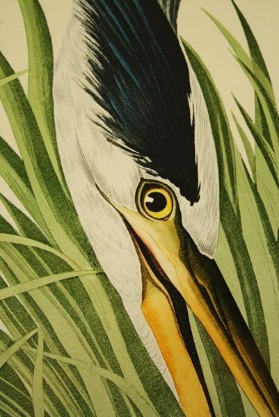 John James Audubon Great Blue Heron Birds Of America Bernard Loates Lithograph