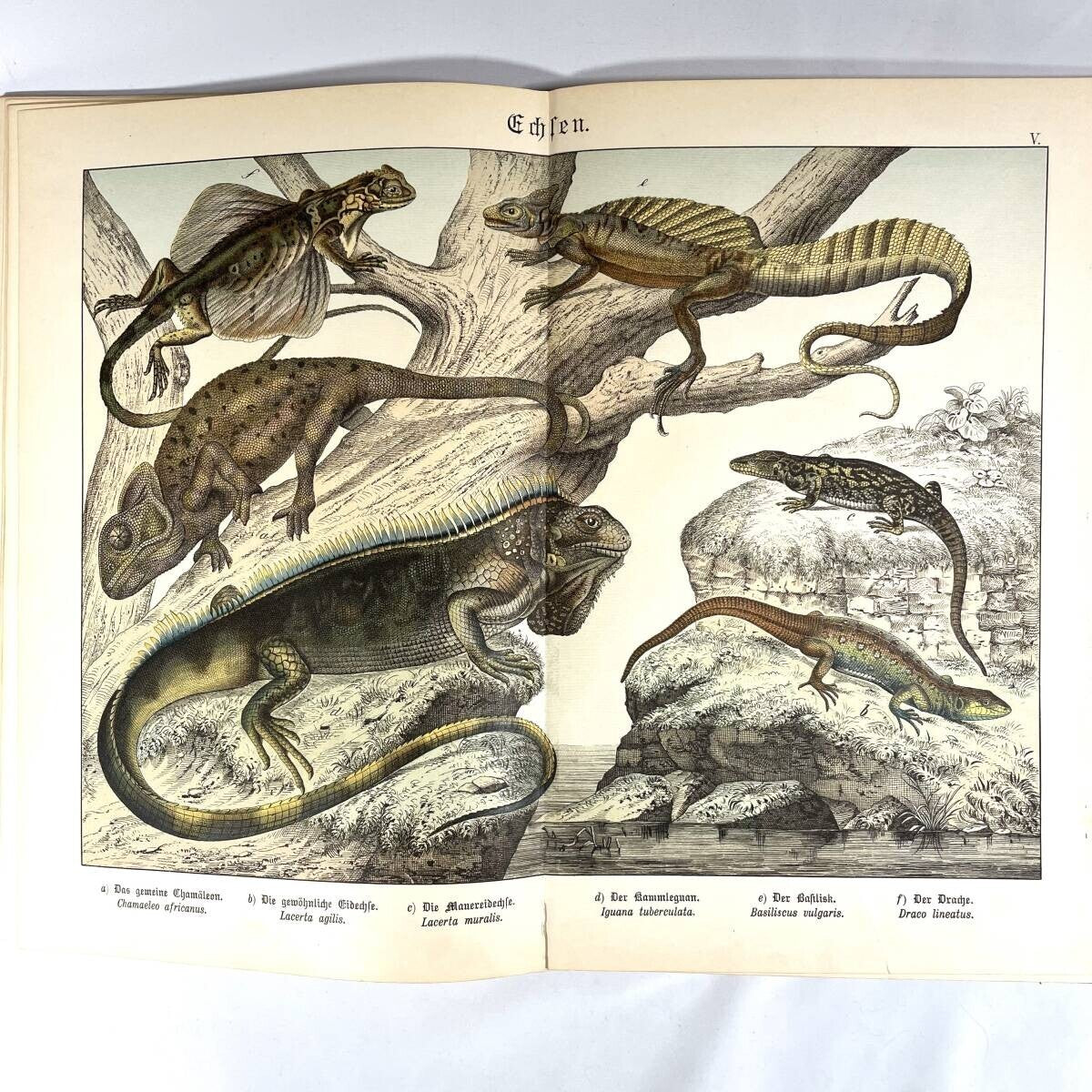 1886 Natural History By Dr. G.H. V. Schubert, 1St Amphibians, Fish, Insects