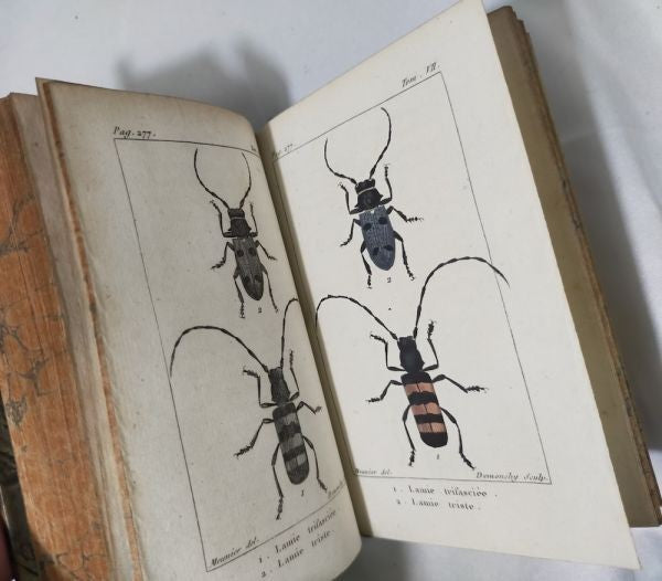 1813 Histoire Naturelle Des Insectes Tome Vii Hand Colored Engravings De Tigny