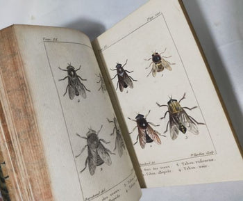 1813 Histoire Naturelle Des Insectes Tome Ix De Tigny Hand-Colored Plates Buffon